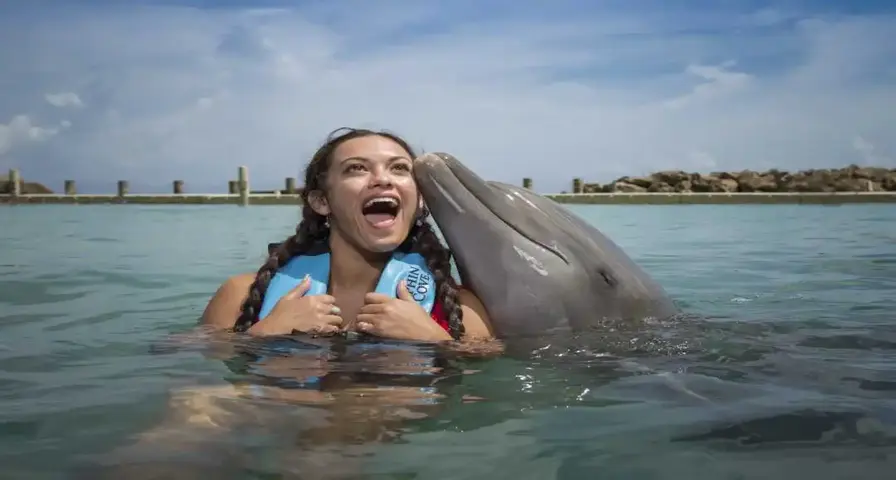 7. Enjoy Interactive Marine Life at Dolphin Cove