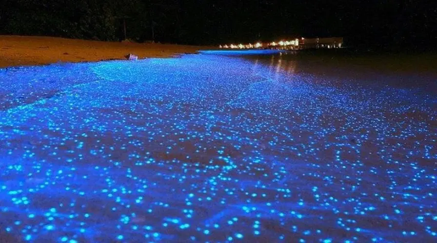 8. Nighttime Magic at the Luminous Lagoon
