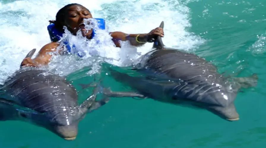 5. Swim with Dolphins at Dolphin Cove