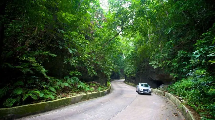 8. Scenic Drive through Fern Gully Rainforest